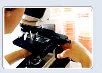 Mold testing in the laboratory.